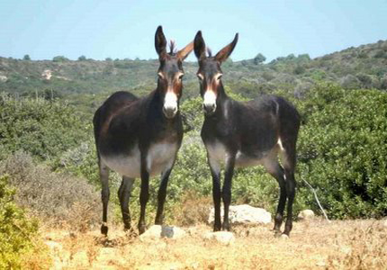 bekciler-belediye-iscisi-oldu-2012-01-23_m.jpg