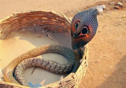 kendisini-isiran-kobra-yilanina-oyle-bir-sey-yapti-ki..-2012-08-24_m.jpg
