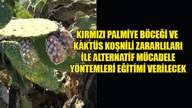 Krmz Palmiye Bcei ve Kakts Konili Zararllar ile Alternatif  Mcadele Yntemleri eitimi verilecek - Haber Kbrs