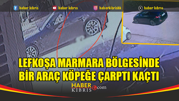 Marmara’da köpeğe çarpıp kaçan sürücü tepki çekti
