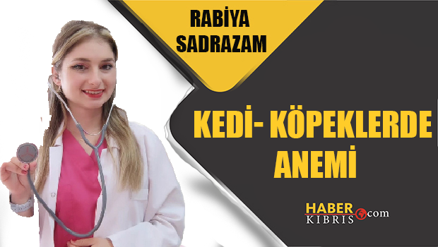 Rabia Sadrazam yazdı: Kedi- Köpeklerde Anemi