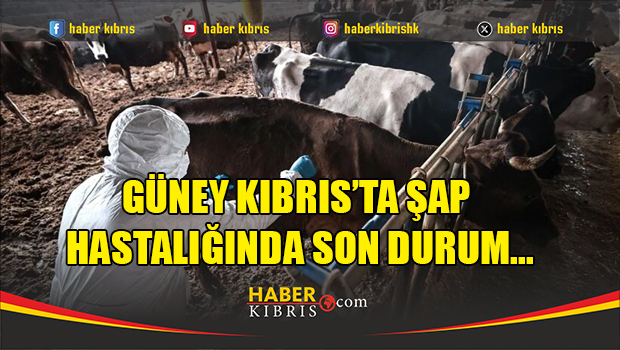 Hayvan itlaf çalışmaları tamamlandı ama hastalık hala var